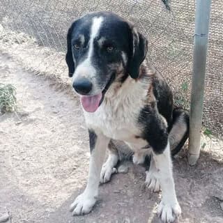 Loykas (Λουκάς), male young Mixed Breed for adoption at Dogs Voice, Athens