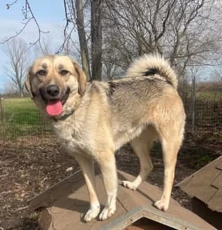 Όlia (Όλια), female 3yo Mixed Breed for adoption at Dogs Voice, Athens