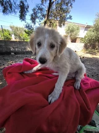 Alis, female puppy Mixed Breed for adoption at Dogs Voice, Athens