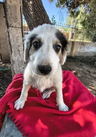 Άtlas (Άτλας), male puppy Mixed Breed for adoption at Dogs Voice, Athens