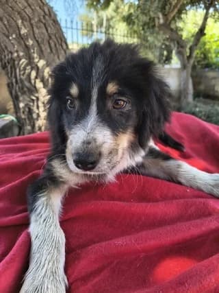 Άxel (Άξελ), male puppy Mixed Breed for adoption at Dogs Voice, Athens