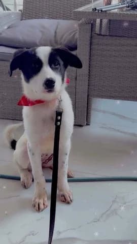 Zoi (Ζωή), female puppy Mixed Breed for adoption at Dogs Voice, Athens