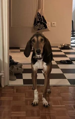 Gaston, male young Mixed Breed for adoption at Dogs Voice, Athens