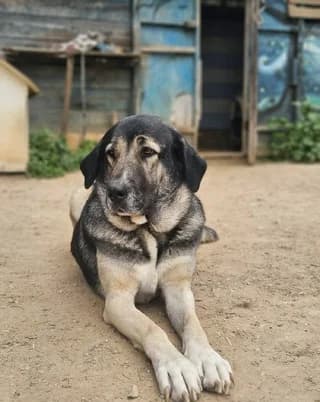 Vera (Βέρα), female 7yo Mixed Breed for adoption at Dogs Voice, Athens