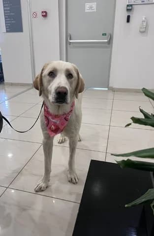 BIJOUX, female young Mixed Breed for adoption at Dogs Voice, Athens