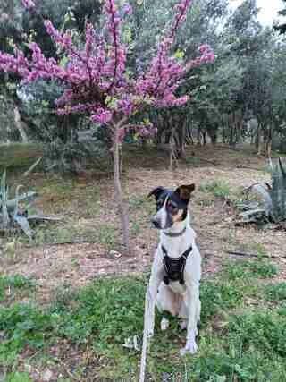 Άria (Άρια), female young Mixed Breed for adoption at Dogs Voice, Athens