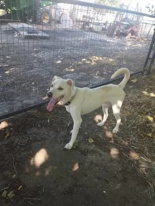 VIKTOR (ΒΙΚΤΩΡ), male young Mixed Breed for adoption at Dogs Voice, Athens