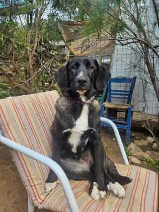 Mimoza (Μιμόζα), female puppy Mixed Breed for adoption at Dogs Voice, Athens