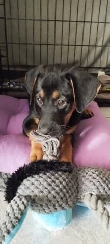 Ayla ❤️, female puppy Mixed Breed for adoption at Dogs Voice, Athens
