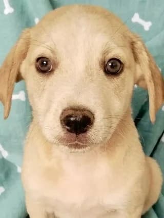 Cody, male puppy Mixed Breed for adoption at Dogs Voice, Athens