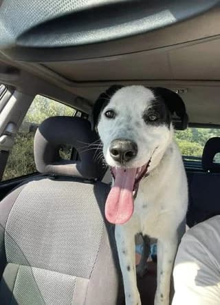 Έnti (Έντι), male puppy Mixed Breed for adoption at Dogs Voice, Athens