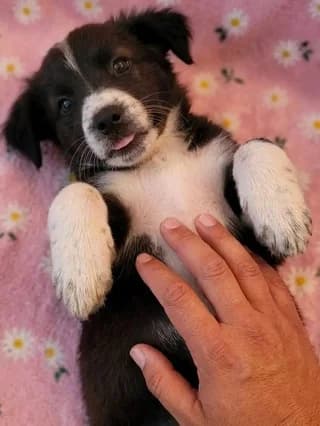 Lily (Λίλυ), female puppy Mixed Breed for adoption at Dogs Voice, Athens