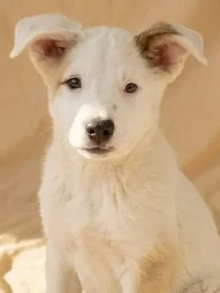 Bobby, male puppy Mixed Breed for adoption at Dogs Voice, Athens