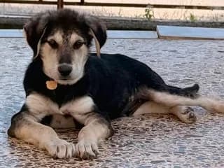 Thiontor (Θίοντορ), male puppy Mixed Breed for adoption at Dogs Voice, Athens