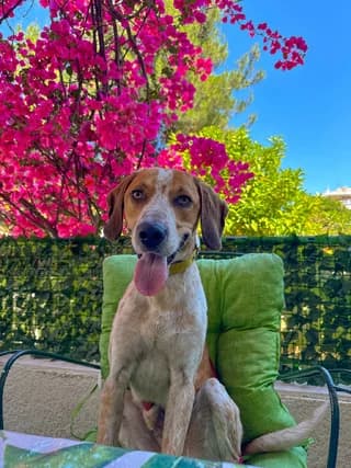 Markos (Μάρκος), male young Mixed Breed for adoption at Dogs Voice, Athens