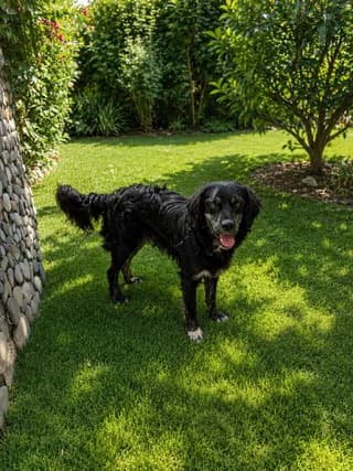 Έlvis (Έλβις), male young Mixed Breed for adoption at Dogs Voice, Athens
