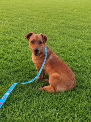 Jack, male puppy Mixed Breed for adoption at Dogs Voice, Athens