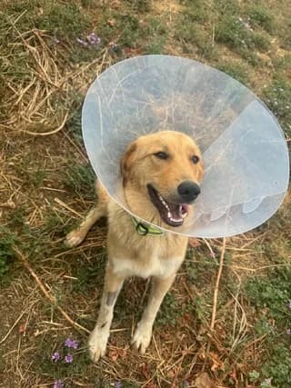 Fotis (Φώτης), male puppy Mixed Breed for adoption at Dogs Voice, Athens