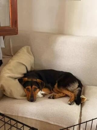 Cooper, male puppy Mixed Breed for adoption at Dogs Voice, Athens