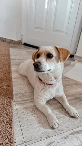 Mikrosomaki (Μικρόσωμακι), female puppy Mixed Breed for adoption at Dogs Voice, Athens