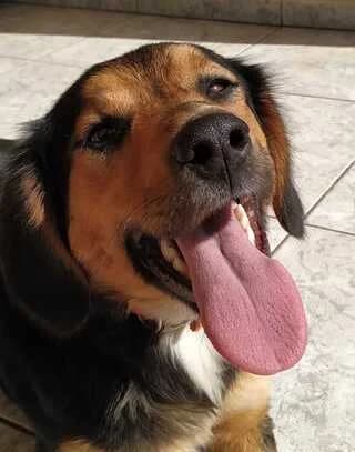 Zozo (Ζωζώ), female 7yo Mixed Breed for adoption at Dogs Voice, Athens