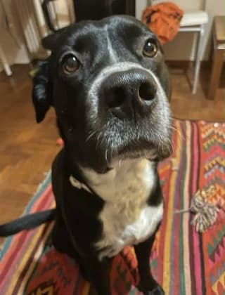 Rafa (Ράφα), male 3yo Mixed Breed for adoption at Dogs Voice, Athens