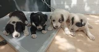 Iris July Ismi, female puppy Mixed Breed for adoption at Dogs Voice, Athens