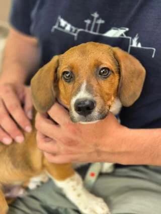 ZAChOS (ΖΑΧΟΣ), male puppy Mixed Breed for adoption at Dogs Voice, Athens