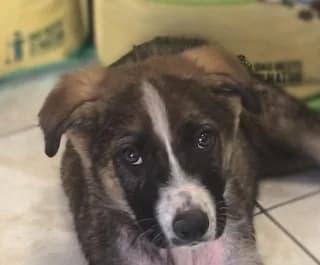 Rooster, male puppy Mixed Breed for adoption at Dogs Voice, Athens