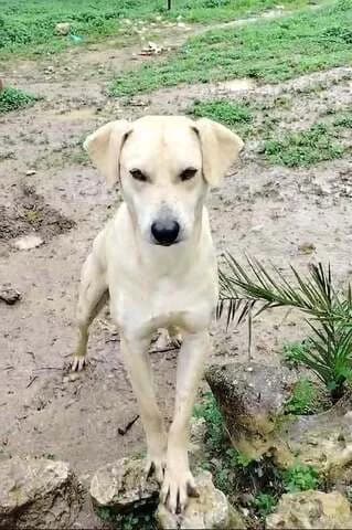 Lazaros (Λάζαρος), male 3yo Mixed Breed for adoption at Dogs Voice, Athens