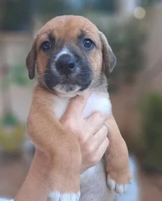 KAMEL (ΚΑΜΕΛ), male puppy Mixed Breed for adoption at Dogs Voice, Athens