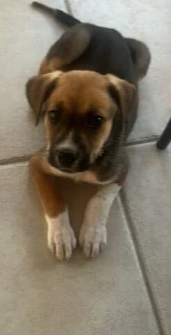 SKOYMPY (ΣΚΟΥΜΠΥ), male puppy Mixed Breed for adoption at Dogs Voice, Athens