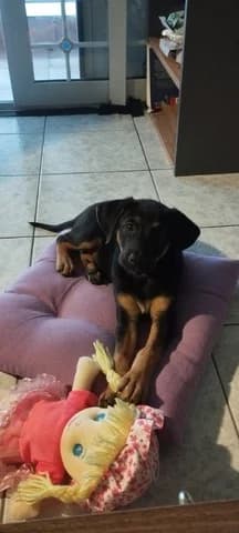 Ayla ❤️, female puppy Mixed Breed for adoption at Dogs Voice, Athens