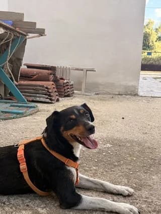 Lily, female 3yo Mixed Breed for adoption at Dogs Voice, Athens