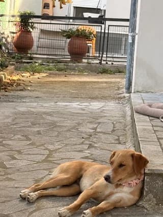 Kanela (Κανέλα), female 3yo Mixed Breed for adoption at Dogs Voice, Athens