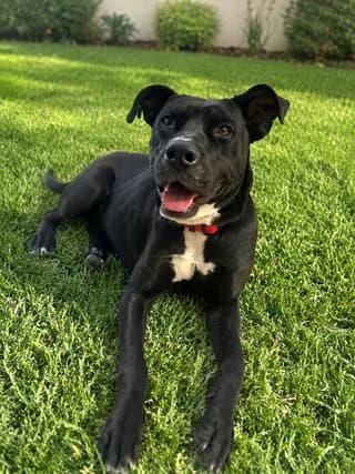 Nala (Νάλα), female young Mixed Breed for adoption at Dogs Voice, Athens
