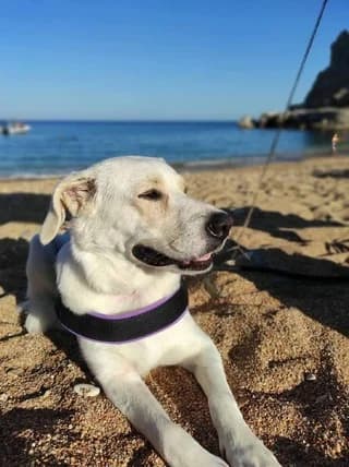 Bella, female 7yo Mixed Breed for adoption at Dogs Voice, Athens
