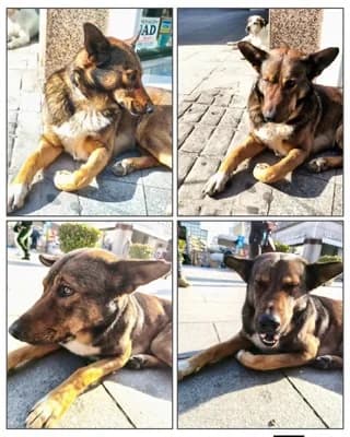 Tsoy (Τσου), male 3yo Mixed Breed for adoption at Dogs Voice, Athens