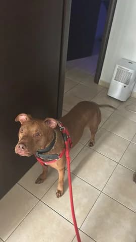 Bablo, male 7yo Mixed Breed for adoption at Dogs Voice, Athens