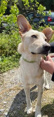 Goyili (Γουίλι), male puppy Mixed Breed for adoption at Dogs Voice, Athens