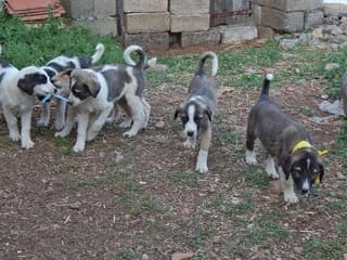 "Ta 5 aderfia" ("Tα 5 αδέρφια"), male puppy Mixed Breed for adoption at Dogs Voice, Athens
