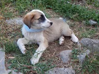Viktoria (Βικτώρια), female puppy Mixed Breed for adoption at Dogs Voice, Athens