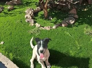 o Soyez, 5minon (ο Σουεζ, 5μηνων), male puppy Mixed Breed for adoption at Dogs Voice, Athens