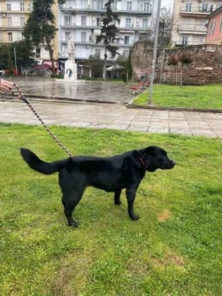 Romi (Ρώμη), female 7yo Mixed Breed for adoption at Dogs Voice, Athens