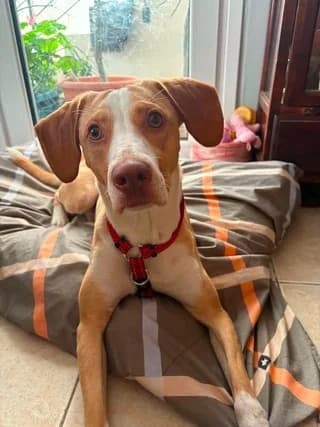 GIOYRI (ΓΙΟΥΡΙ), male young Mixed Breed for adoption at Dogs Voice, Athens