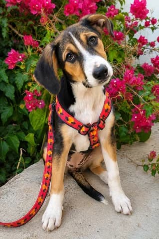 Althea (Αλθέα), female puppy Mixed Breed for adoption at Dogs Voice, Athens