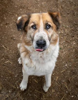Renti (Ρέντι), male 7yo Mixed Breed for adoption at Dogs Voice, Athens
