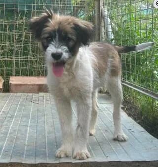 Magia (Μάγια), female puppy Mixed Breed for adoption at Dogs Voice, Athens