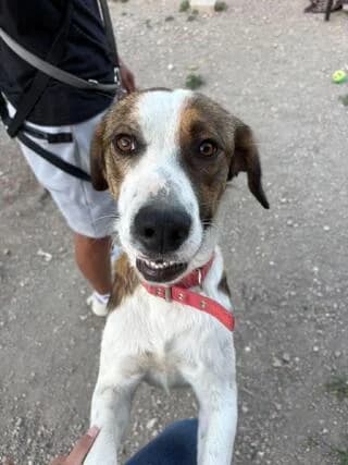 Viktoras (Βίκτωρας), male young Mixed Breed for adoption at Dogs Voice, Athens