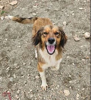 Kirki (Κίρκη), female young Mixed Breed for adoption at Dogs Voice, Athens